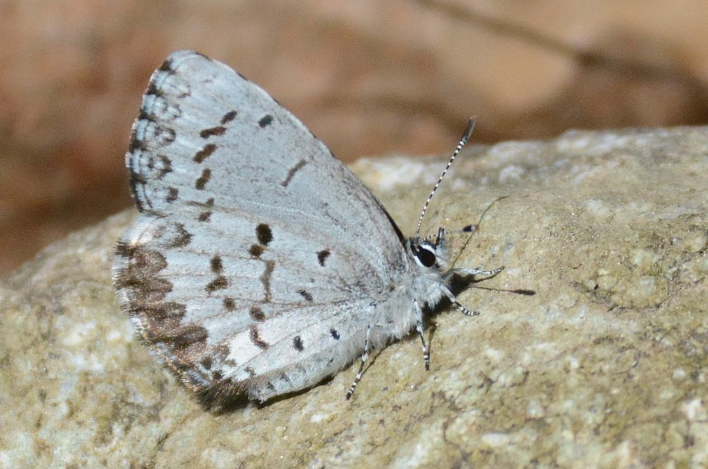 169 2015-05024535 Broad Meadow Brook, MA.JPG - Spring Azure Butterfly (Celastrina ladon). Broad Meadow Brook Wildlife Sanctuary, MA, 5-2-2015